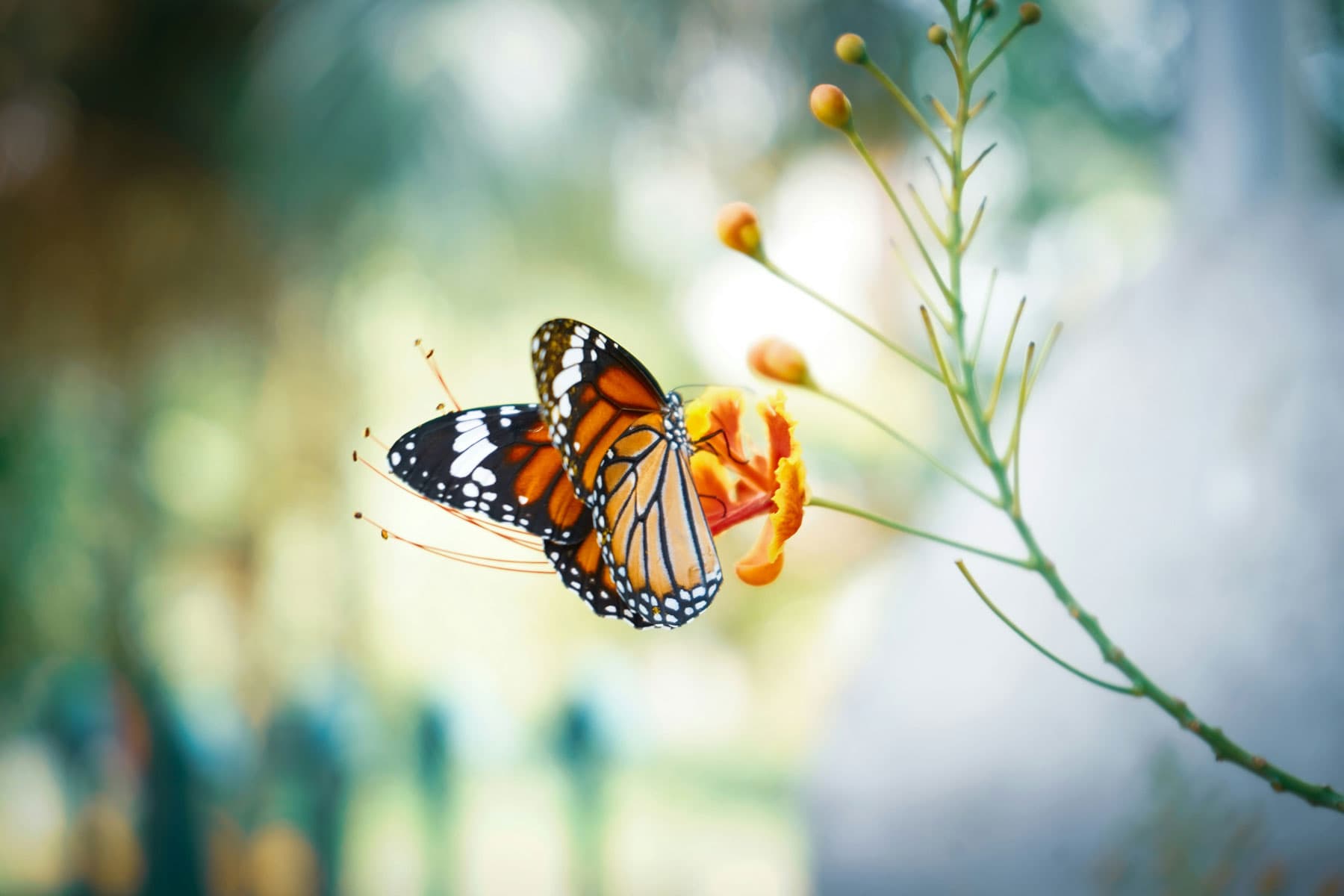 Un cuento sobre mariposas y corazones